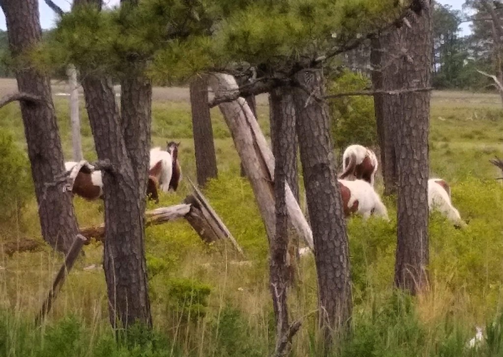 Chincoteague Ponies On our second trip to Virginia's Easte… Flickr