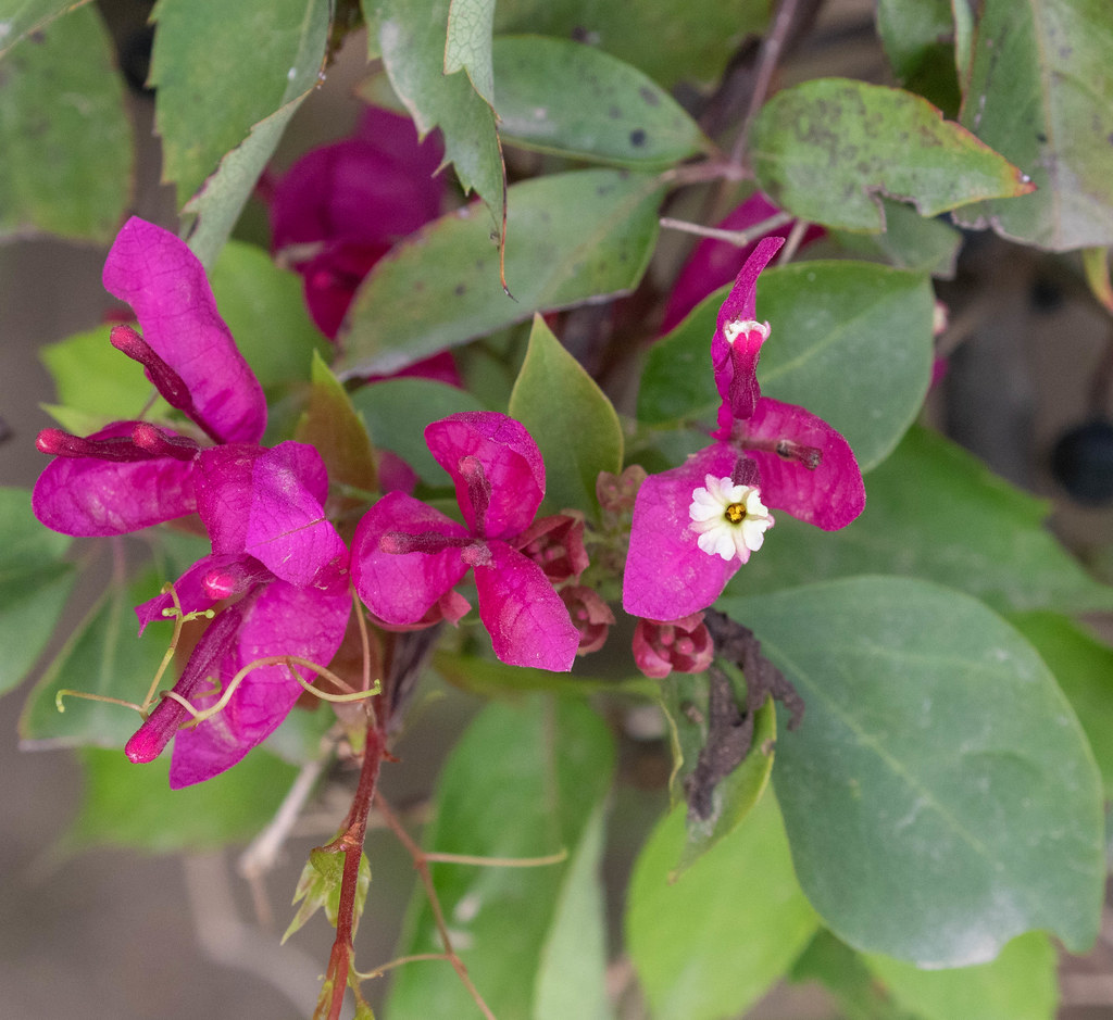 Bougainvilleas [GENUS] 2 Daniel Fitzgerald Flickr