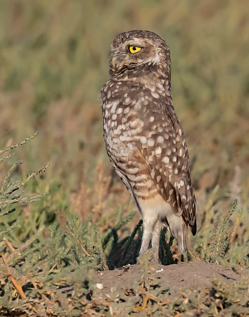Burrowing Owl 23231 Burrowing Owl Weld County, Colorado Mike Dunn Flickr