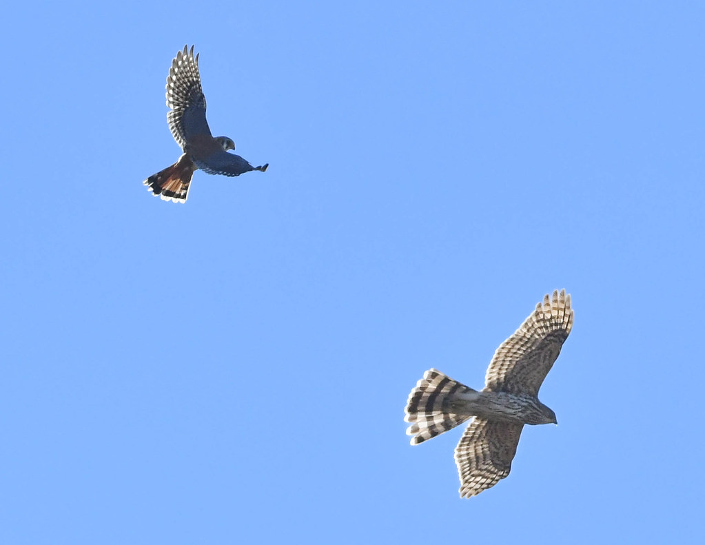 Male Kestrel & Cooper's Hawk DSC_4461 Male Kestrel attacks… Flickr