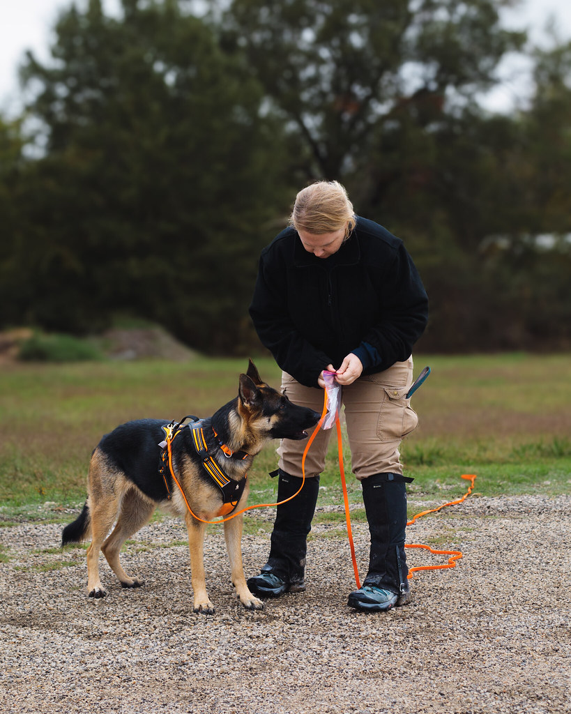 Search and rescue dogs in training Tanya Rivera Flickr