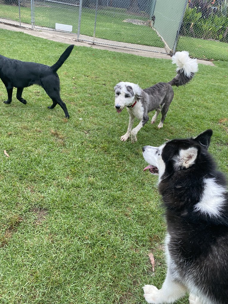 Bigs DDC 23/11/2023 Pet Resorts Australia Dural Flickr