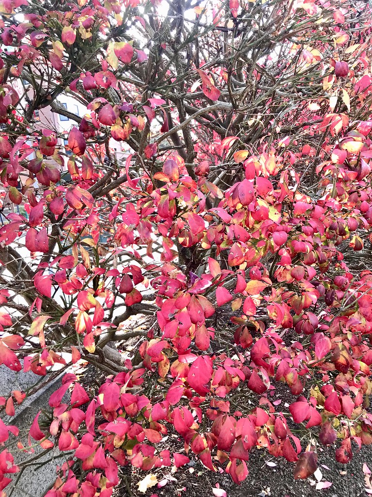 Burning bush Burning bush hansntareen Flickr