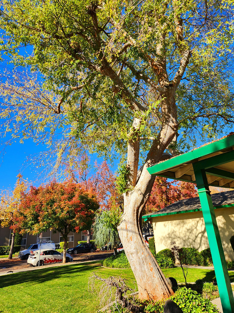 Driftwood Neighborhood on Thanksgiving Day (2023) Madonovan Flickr