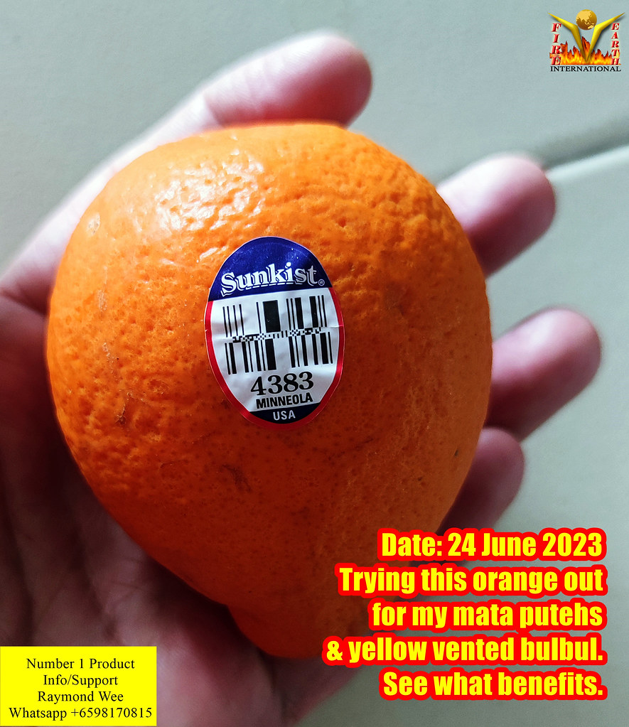 Sunkist Minneola orange 24062023 specialbetta Flickr