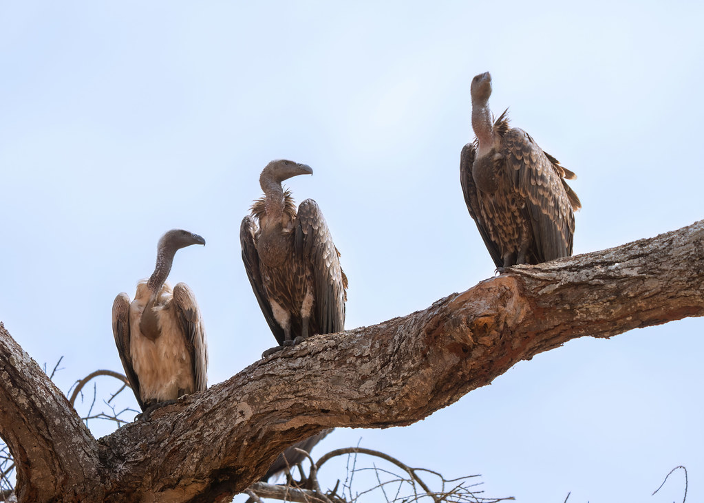 Rüppell's Griffon Vultures Gyps rueppelli The left hand … Flickr