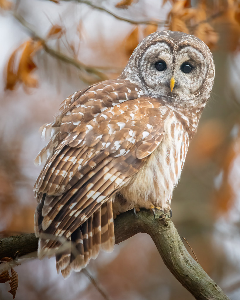 Barred Owl Indiana Jason Jablonski Flickr