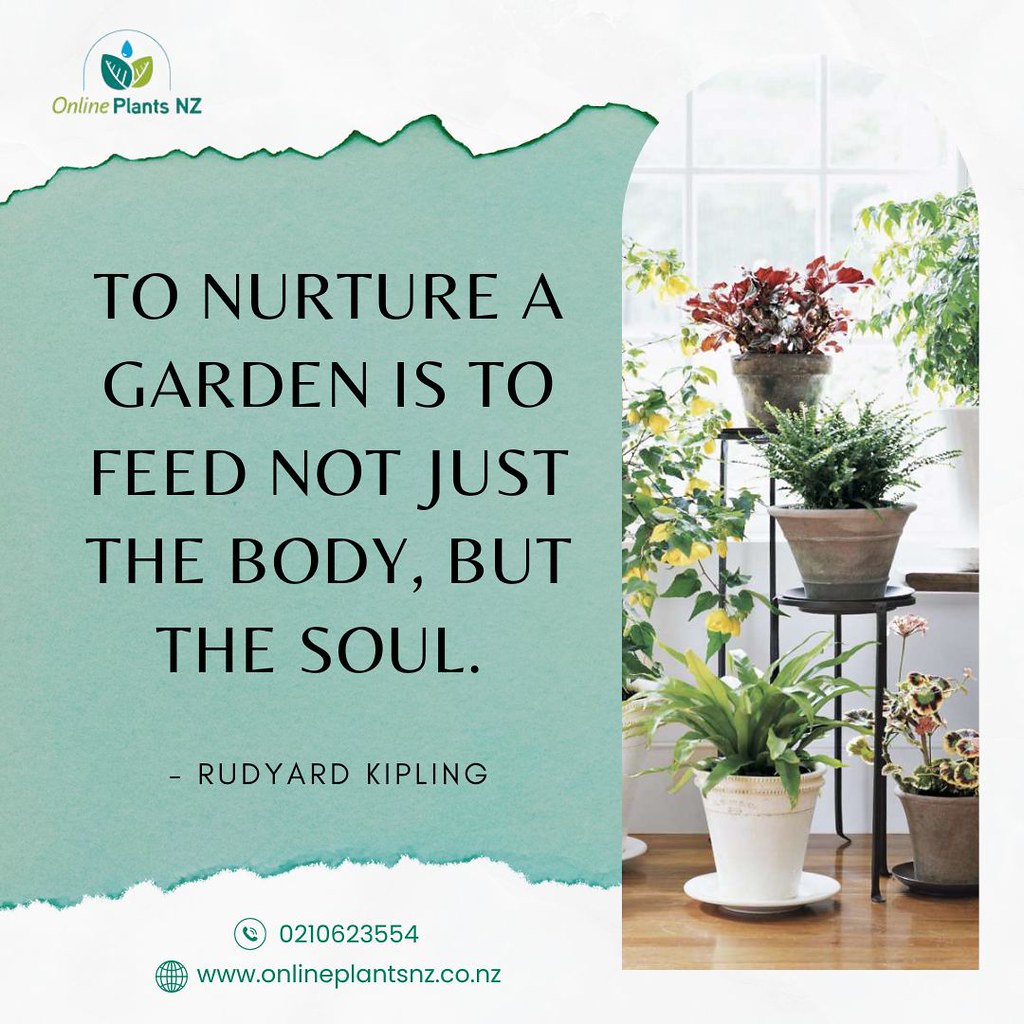 Buy Online Plants NZ's Largest Indoor Plants Online Pl… Flickr