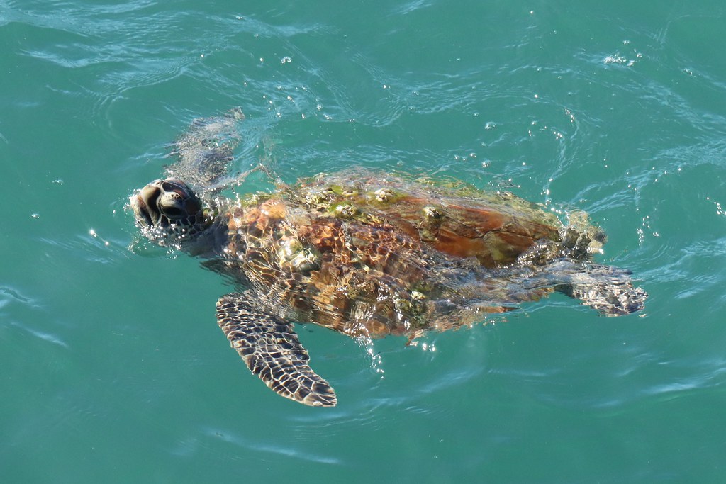 Green Sea Turtle, QLD Australia We ventured on a roadtrip … Flickr