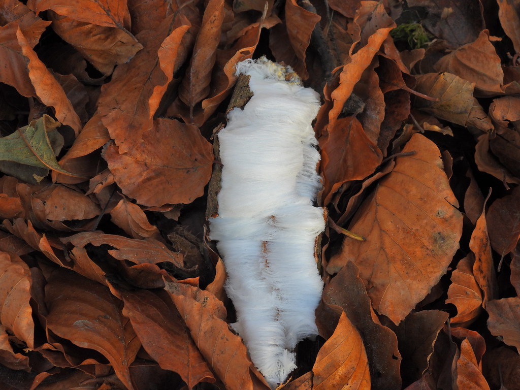 Hair Ice, Blaen Bran, Upper Cwmbran 25 November 2023 Flickr