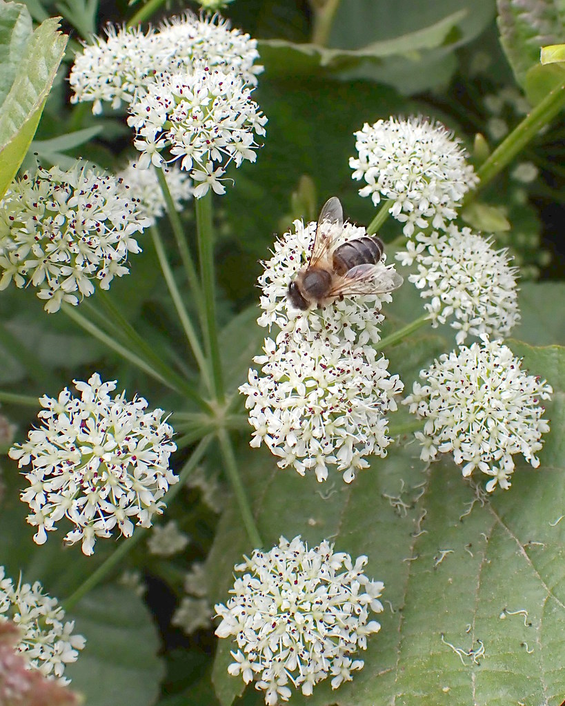 Honey Bee on White Allium Honey Bee on Allium flower. for … Flickr