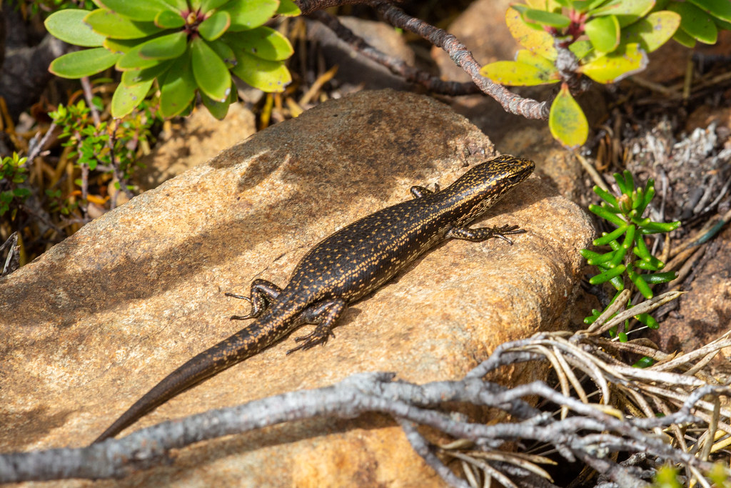 reptile Carinascincus sp. 4 Hartz Mountains NP, Tasmania. … Flickr