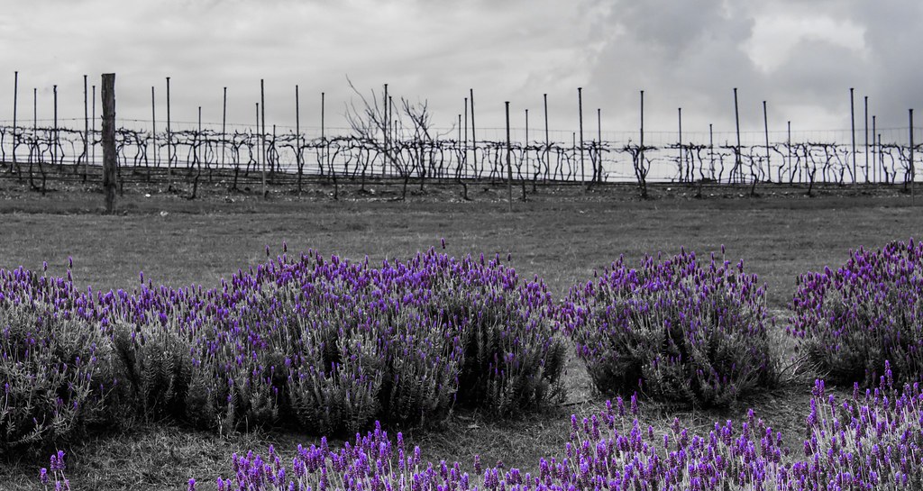 Sirromet Lavender Sirromet Winery Mount Cotton QLD KERI DOWN Flickr