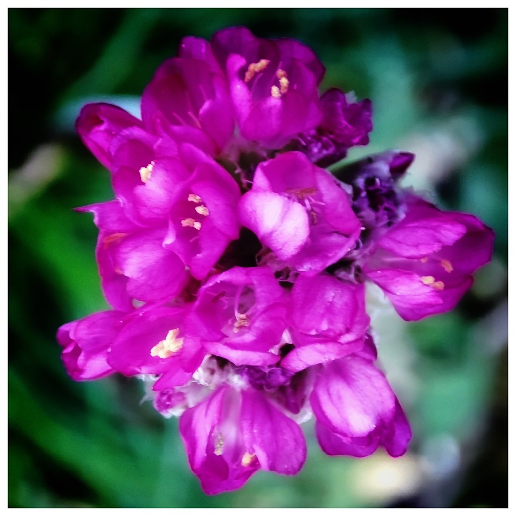 365328flower Purple has been the hardest colour to find … Flickr