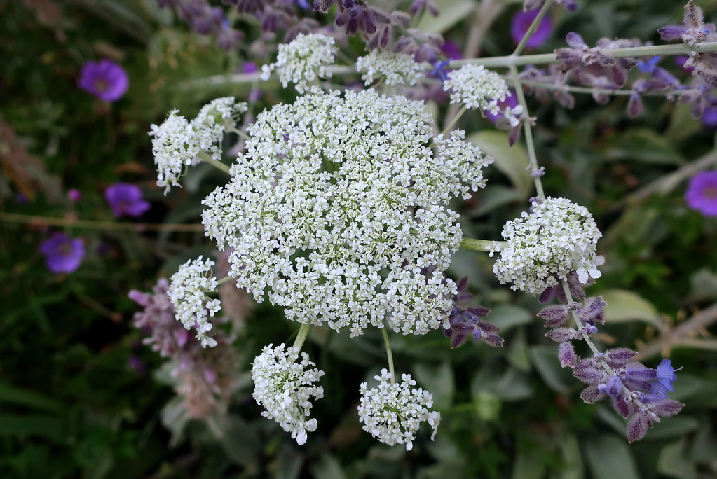Wild carrot flowers The wild carrot (Daucus carota L.) is … Flickr