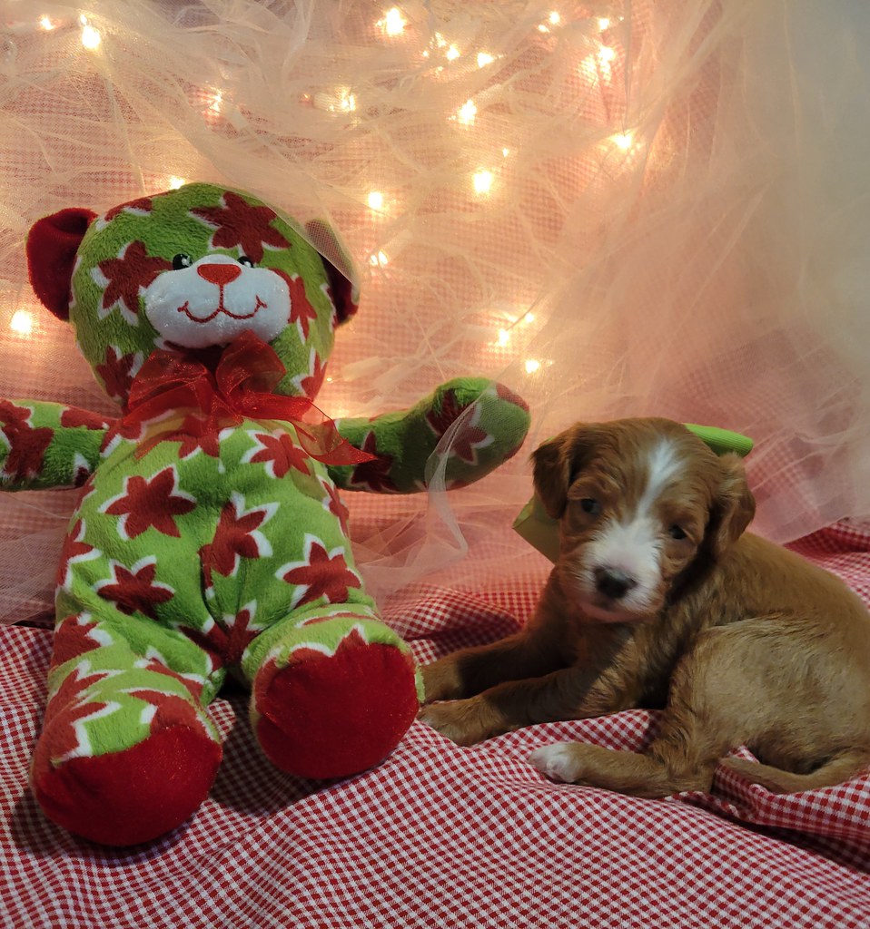 Candy Cane Labradoodles of Logan Ranch Flickr