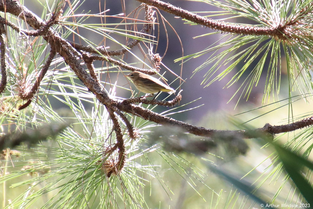 Bird Allapattah Flats WMA, Entry 9, Martin County, FL Arthur