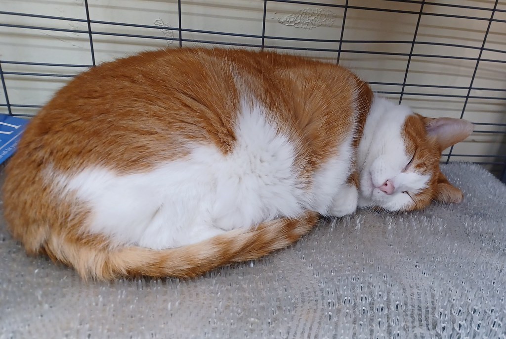 Hardware store denizens Sunset District San Francisco 202… Flickr