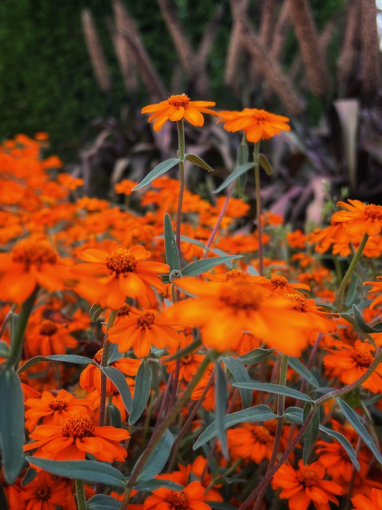 Manito Park in Spokane, Washington Manito Park in Spokane,… Flickr