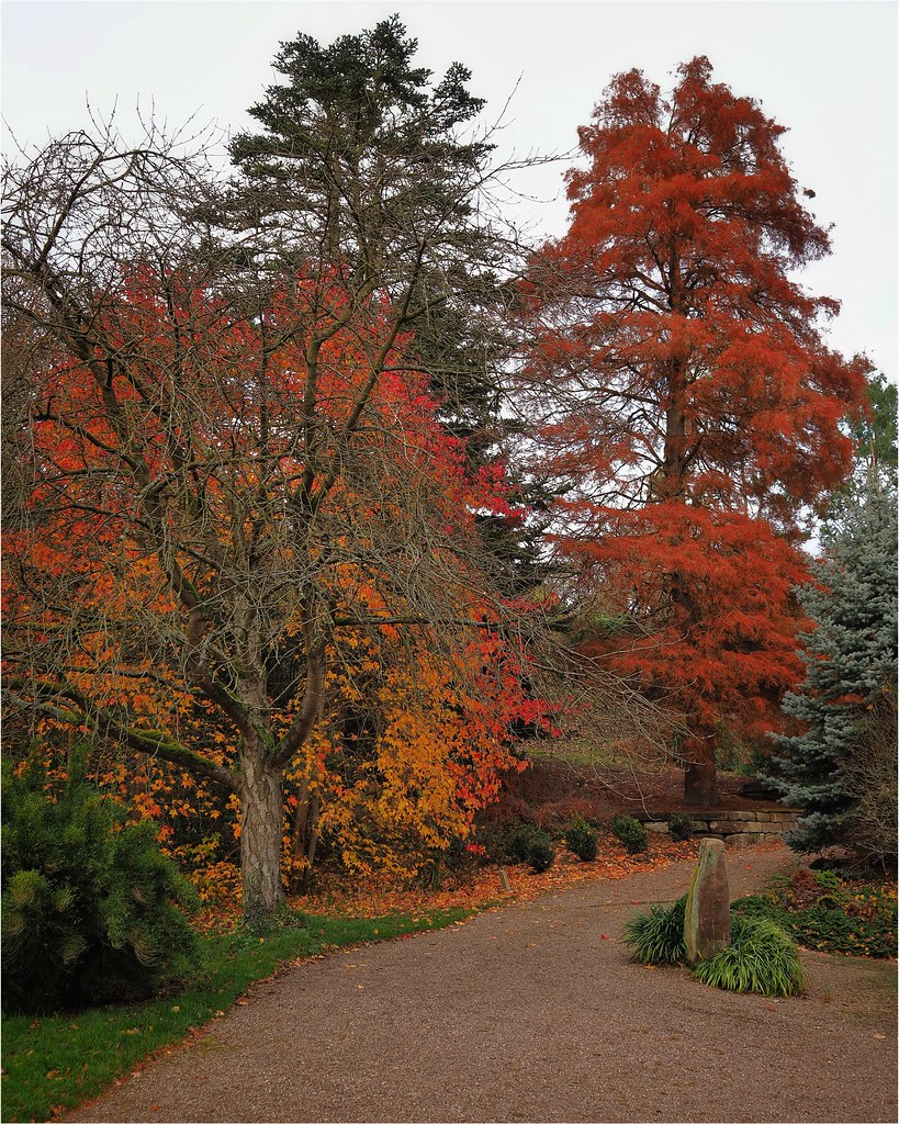 Autumnal Ness Botanical Gardens paul ashton Flickr
