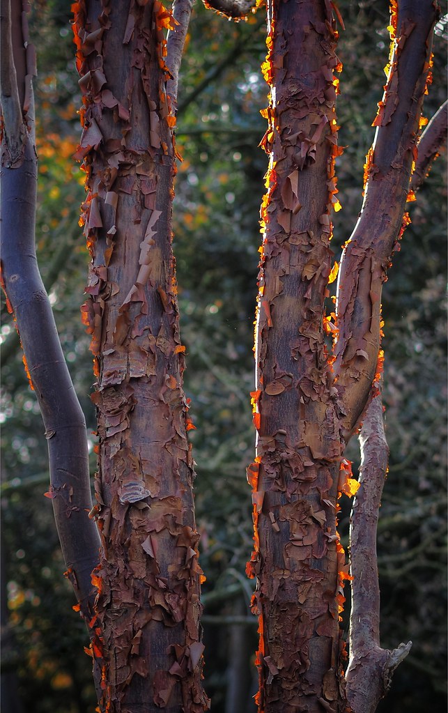 Autumnal Ness Botanical Gardens paul ashton Flickr