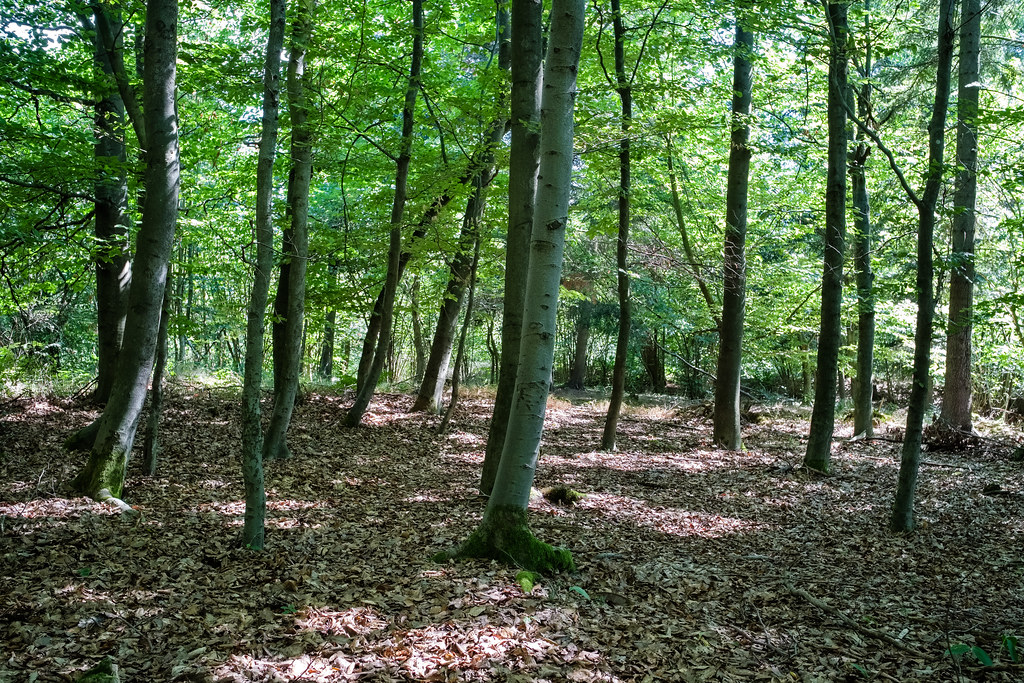 Zbraslav u Brna Thomas T. Flickr