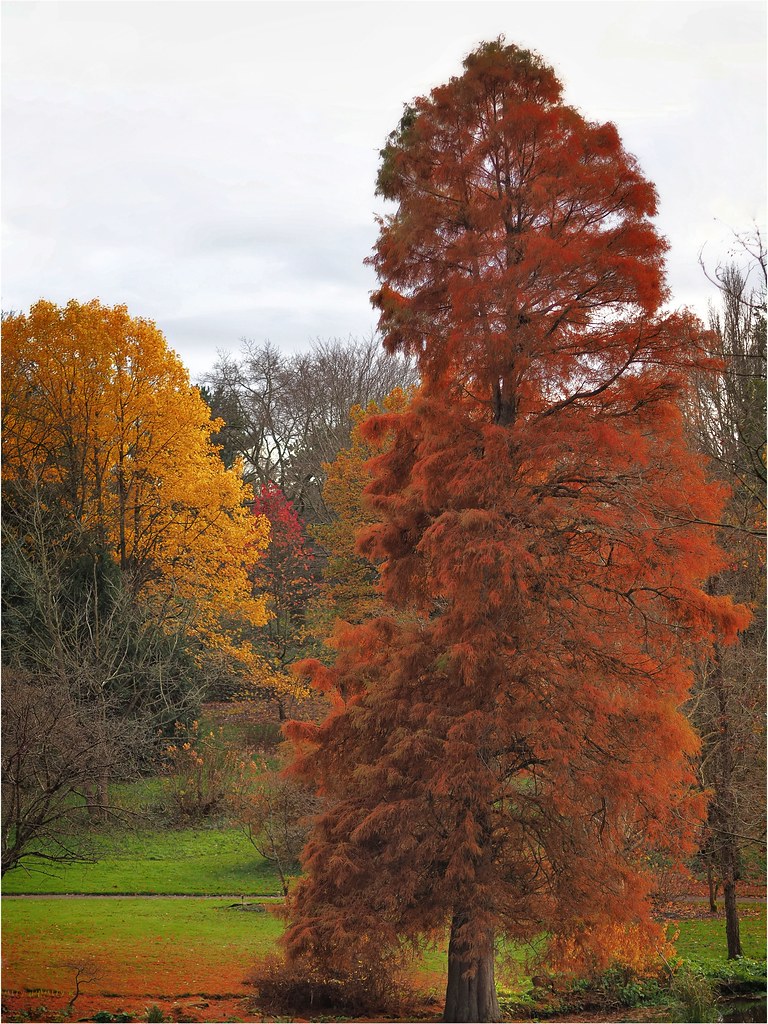 Autumnal Ness Botanical Gardens paul ashton Flickr