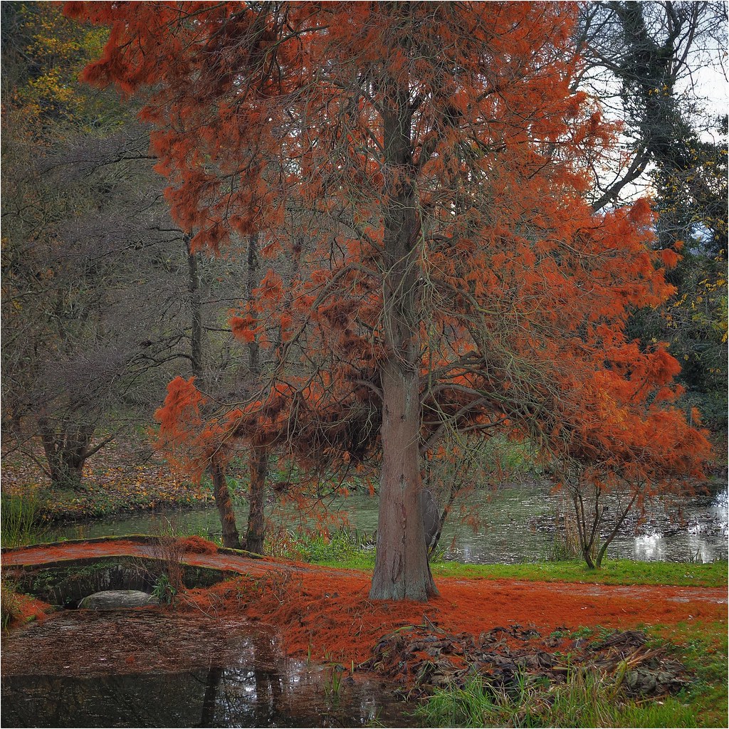 Autumnal Ness Botanical Gardens paul ashton Flickr