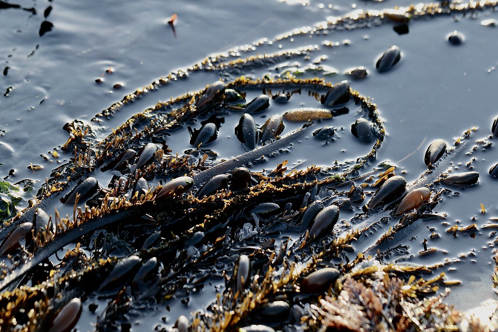 Feather Boa Kelp(brown algae) Lover’s Point,Pacific Grove,… Flickr