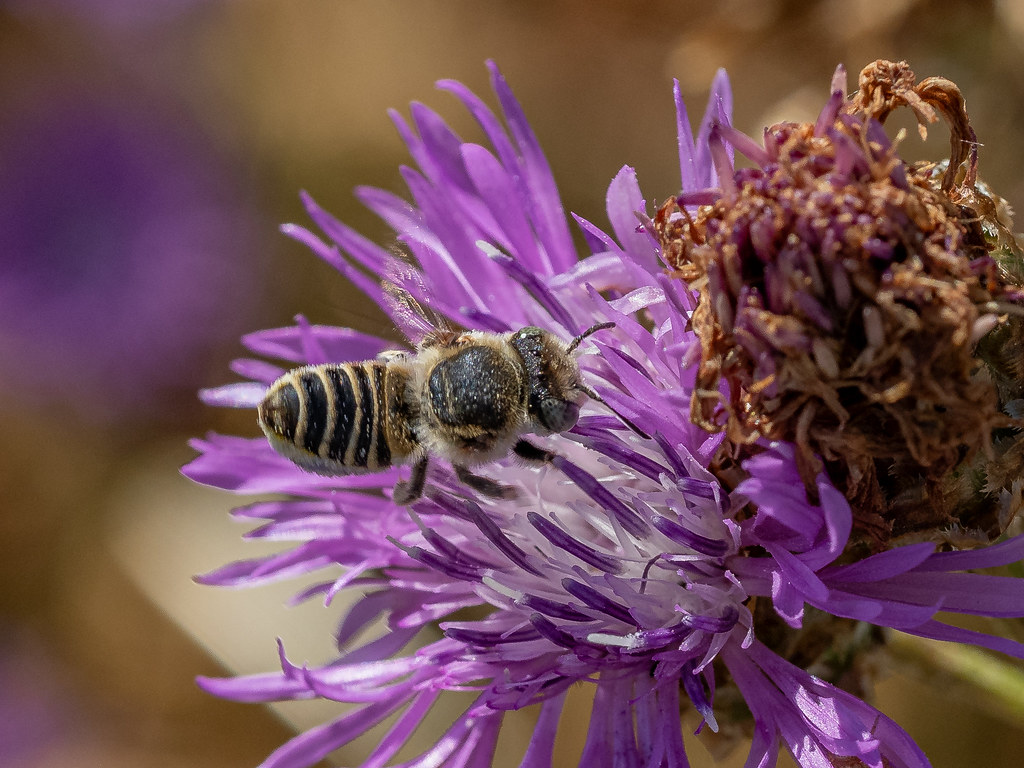 LuzerneBlattschneiderbiene (Megachile rotundata) (1) Flickr