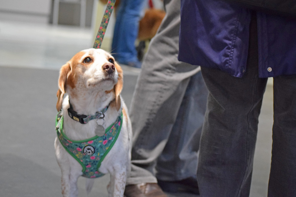 DSC_0350 Dogs Trust Basildon Flickr