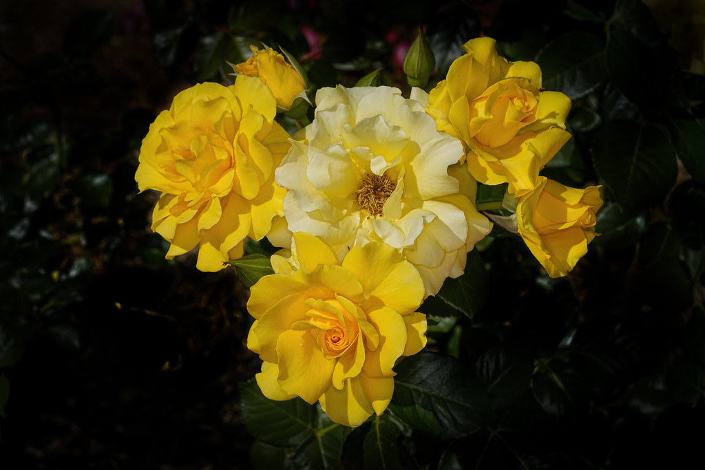 Yellow Roses. Baulkham Hills Rose Garden, NSW. Loraine Blythe Flickr