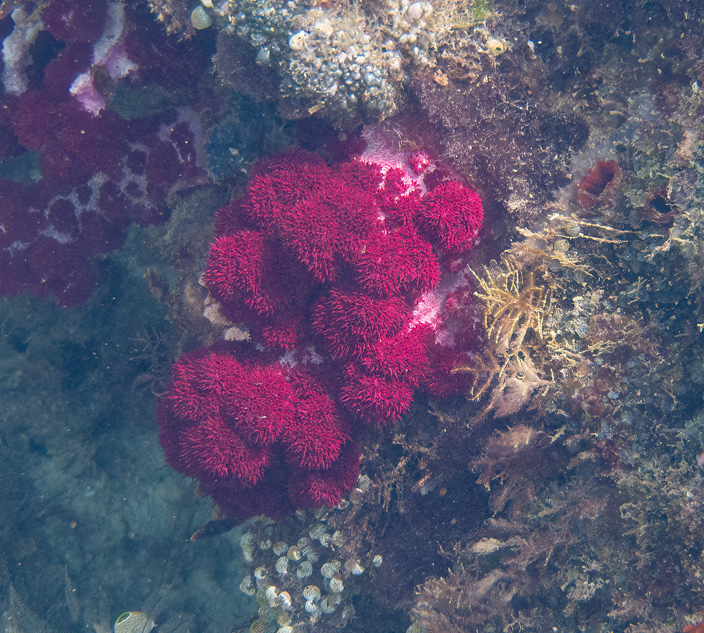 Carnation Coral (Genus Dendronephthya) A beautiful type of… Flickr