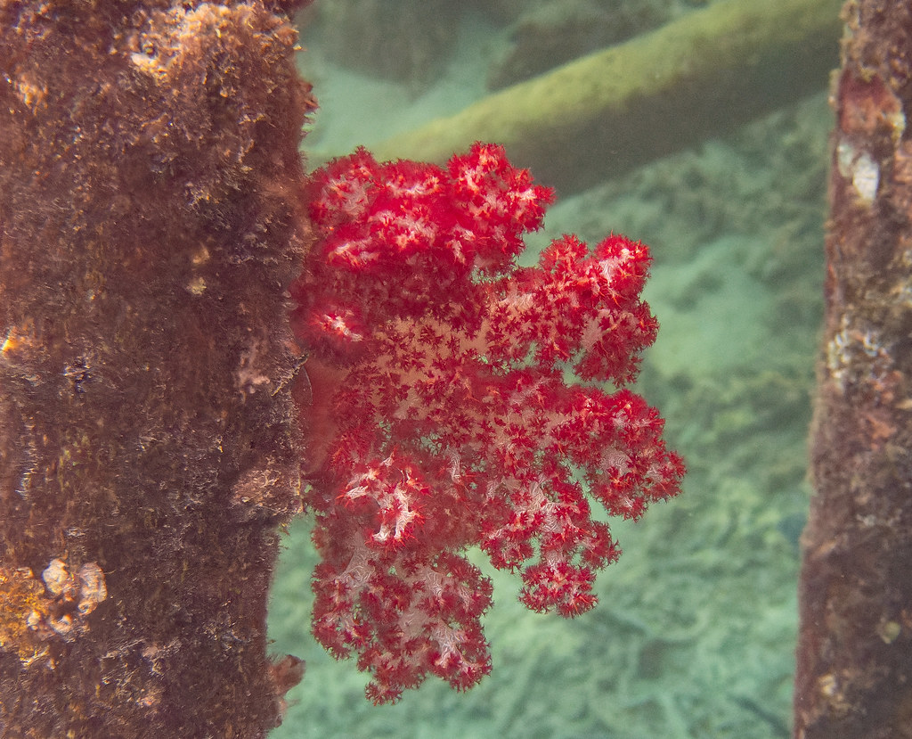 Carnation Coral (Genus Dendronephthya) A type of soft cora… Flickr