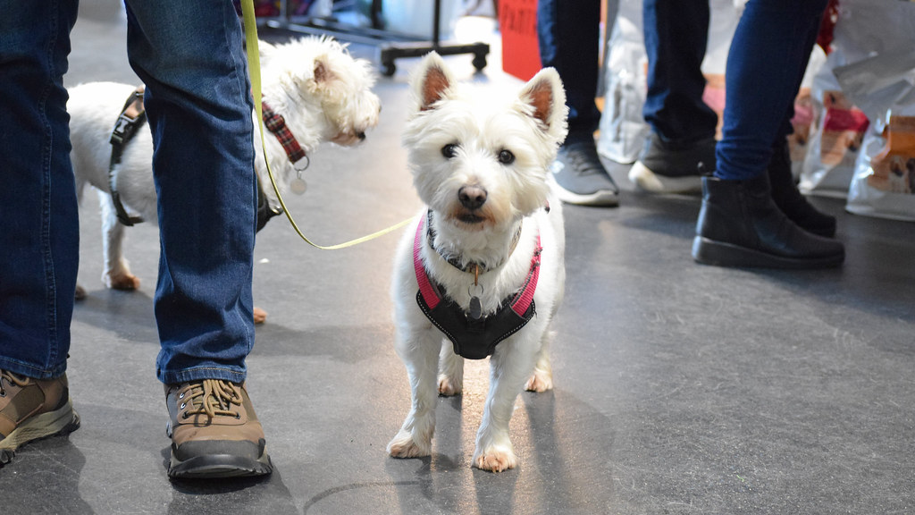 DSC_0457 Dogs Trust Basildon Flickr
