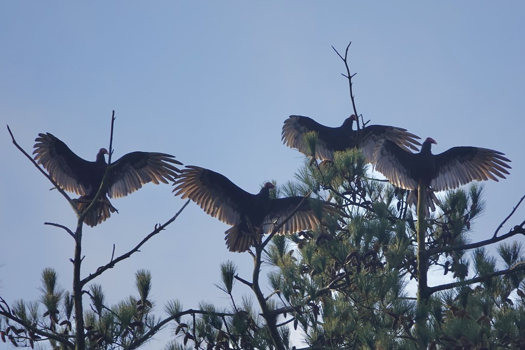 Turkey Vultures, Athens Landfill Rich Hall Flickr