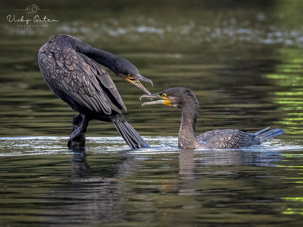 This is my post. Find your own 😂 Cormorants Vicky Outen Flickr