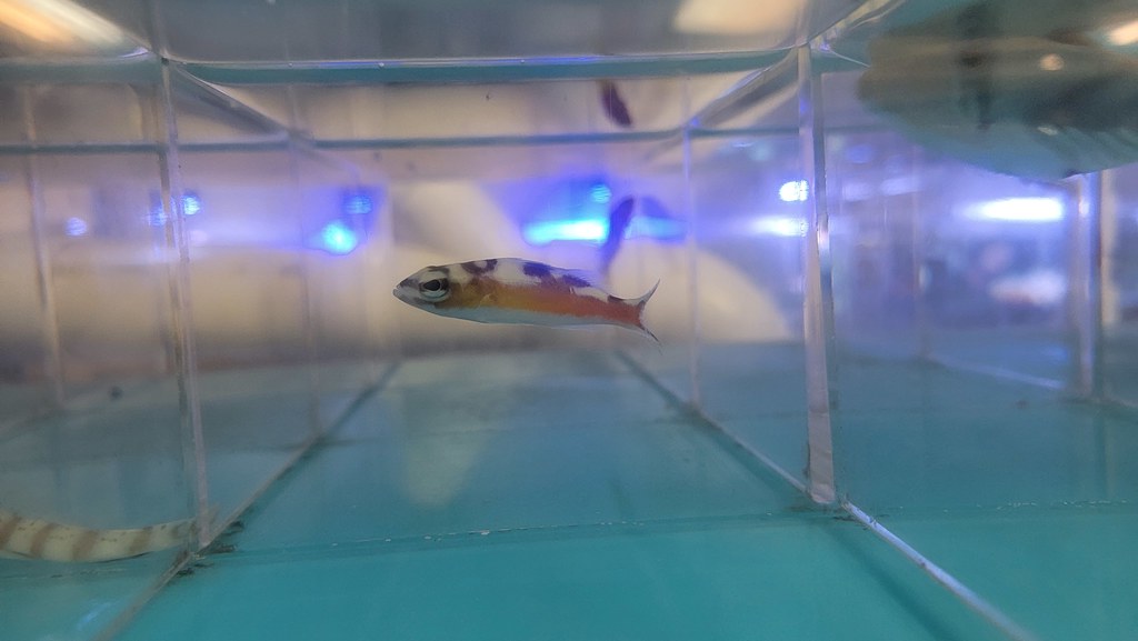 New arrivals Aquatics & More Flickr