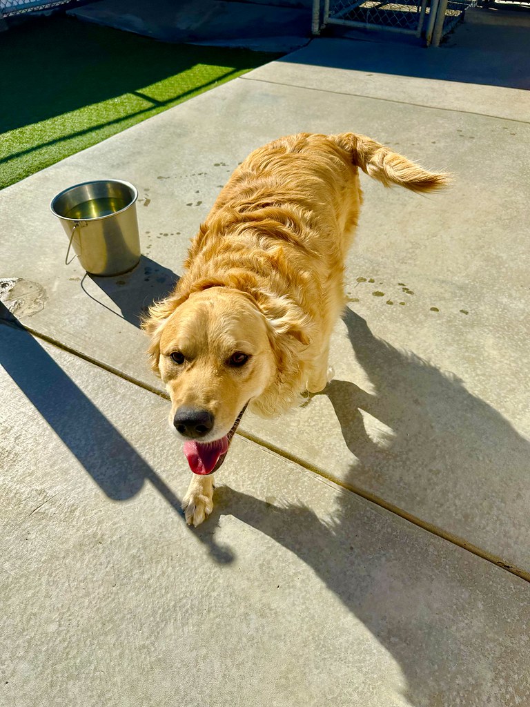 Untitled Creekside Pet Boarding Flickr
