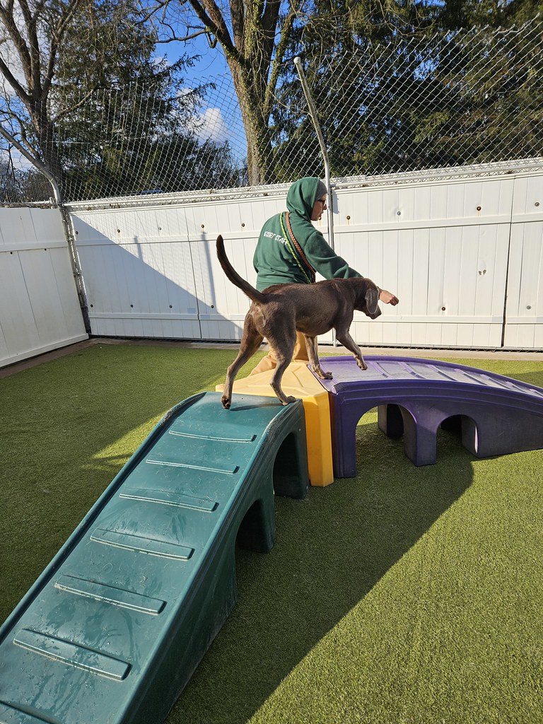 20231128_114709 Holiday House Pet Resort and Training Center Flickr