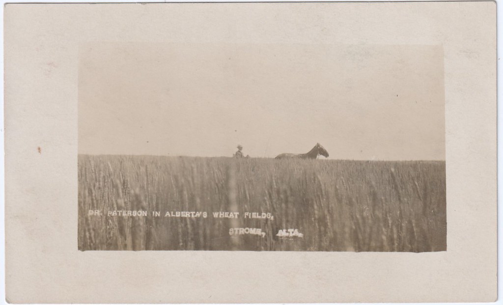 Dr. Paterson in Alberta's wheat fields Strome Alberta Flickr