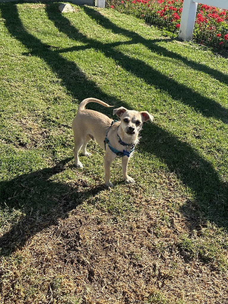 Untitled Creekside Pet Boarding Flickr