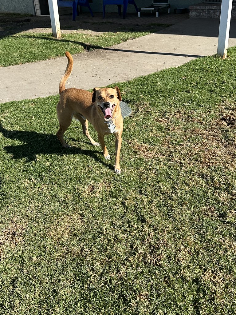Untitled Creekside Pet Boarding Flickr