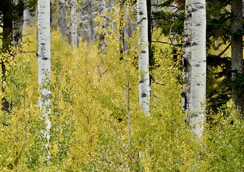 Autumn gold Near Eagar, AZ Art by Bart Flickr