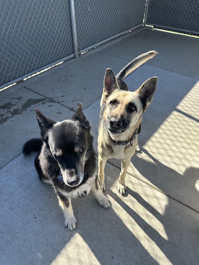 Untitled Creekside Pet Boarding Flickr