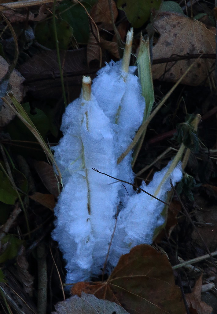 Frost Flower Boxley Valley, Northwest Arkansas Dan Davis Flickr