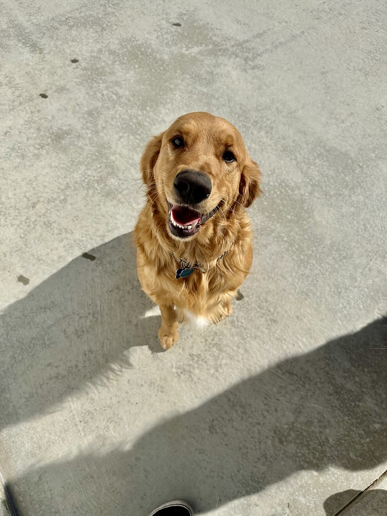 Untitled Creekside Pet Boarding Flickr