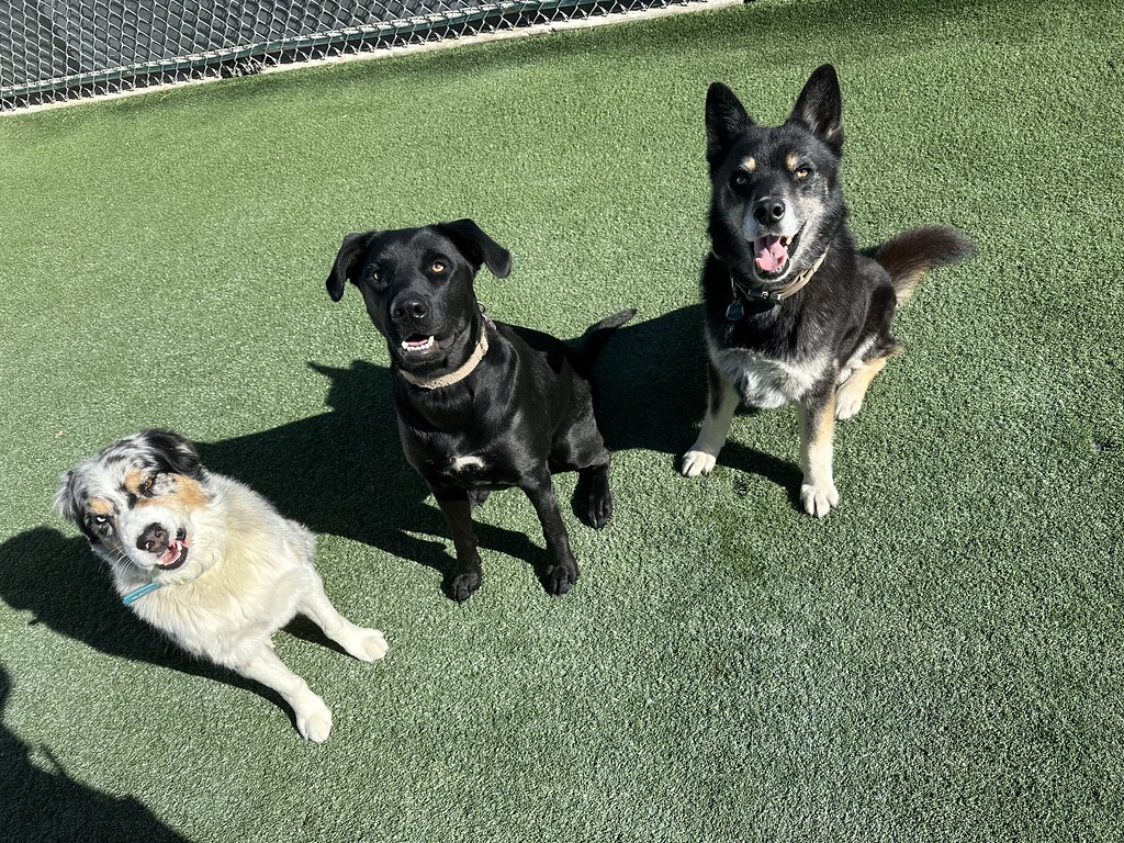 Untitled Creekside Pet Boarding Flickr