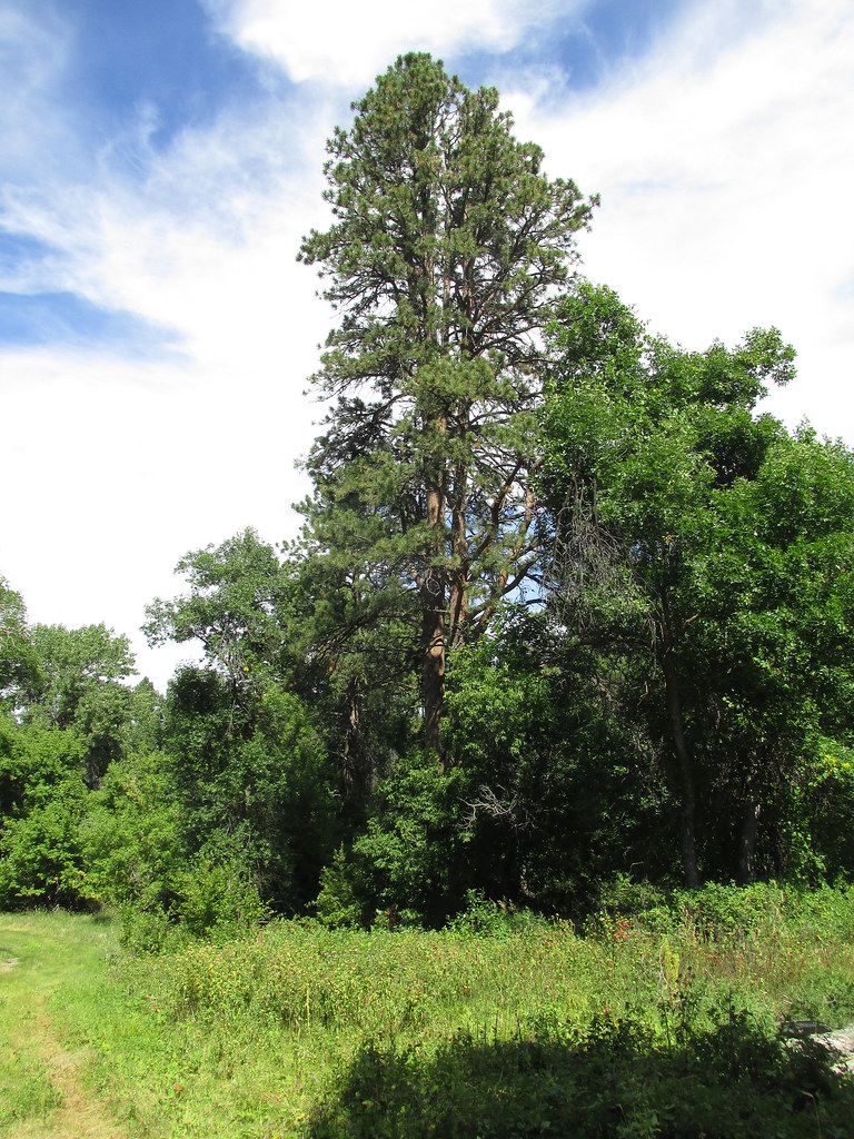 Nebraska Grand Champion Ponderosa pine (Pinus ponderosa) Flickr