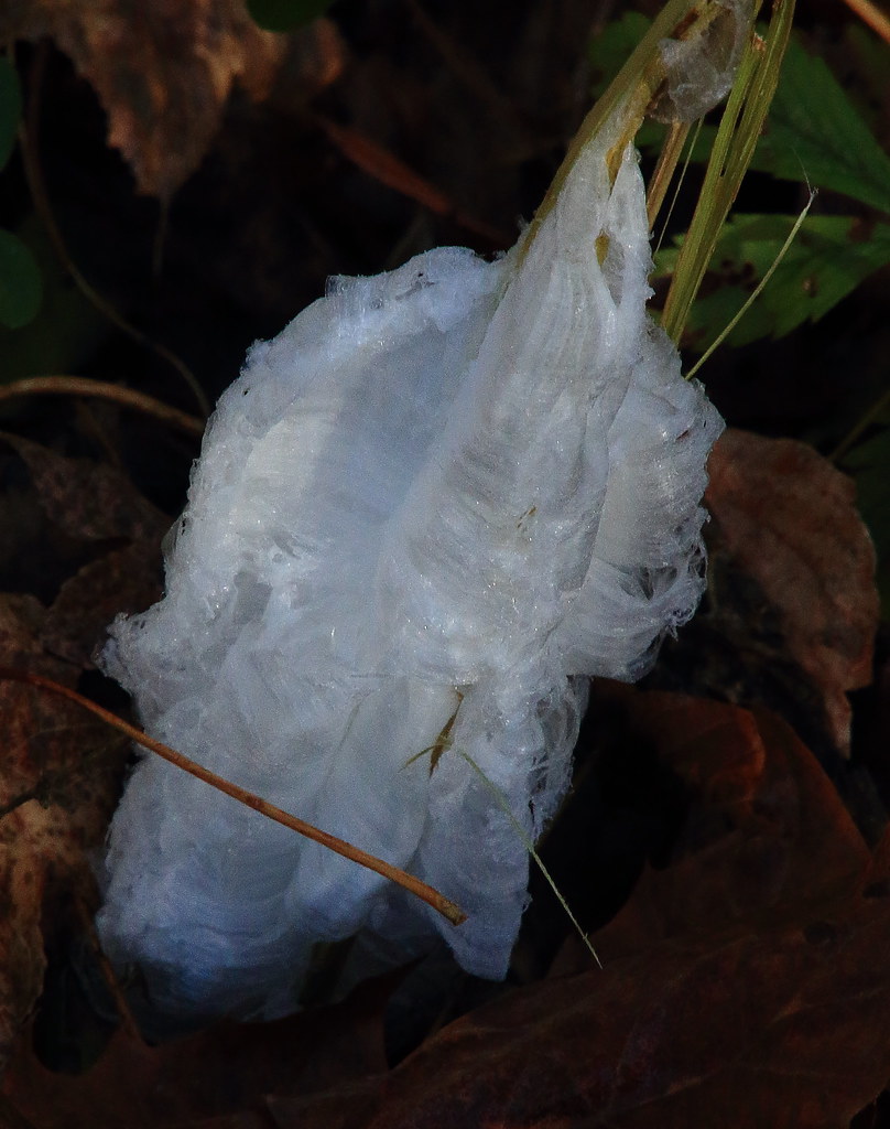 Frost Flower Boxley Valley, Northwest Arkansas Dan Davis Flickr
